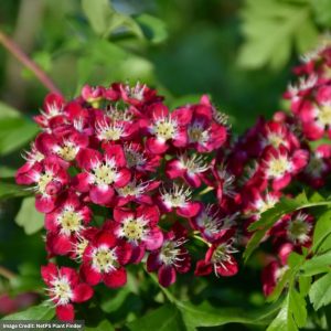 Hawthorn – Crimson Cloud – 6ft – #7 Container